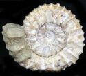 Pavlovia Ammonite Fossil - Siberia #29763-1